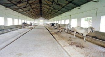 बिहार : बक्सर के डुमरांव में बनेगा राज्य का पहला गोकुल ग्राम