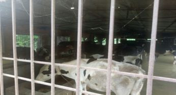 यूपी: पूर्वांचल के तमाम जिले बाढ़ में घिरे, पशुधन की भारी हानि, कई कामधेनु डेयरियों पर संकट